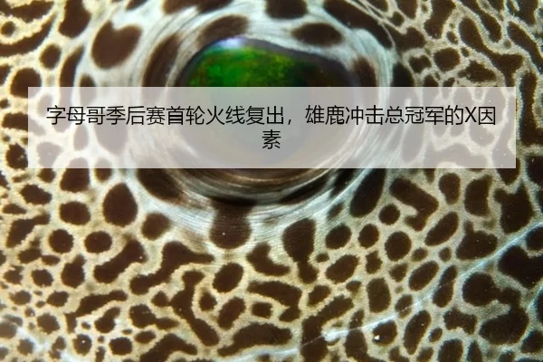 字母哥季后赛首轮火线复出，雄鹿冲击总冠军的X因素